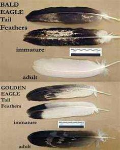 different feathers are labeled in the following words, and there is an image above them