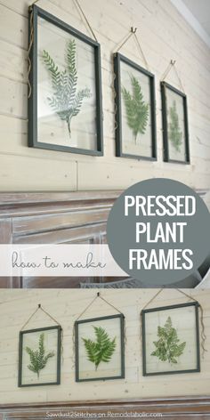 three framed plant frames hanging on the wall with text overlay that says pressed plant frames