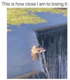 a duck floating on top of a body of water next to a waterfall with algae