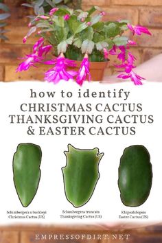 an advertisement for christmas cactus and easter cactus