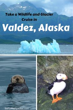 there are pictures of seagulls and penguins in the water with text that reads take a wildlife and glacier cruise in valdrez, alaska