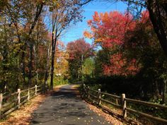 an empty road surrounded by trees in the fall