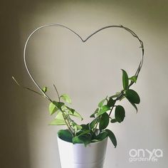 a potted plant in the shape of a heart