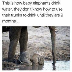 an elephant drinking water with the caption baby elephant drinking water when they are young, they don't yet know how to use their trunks to drink water