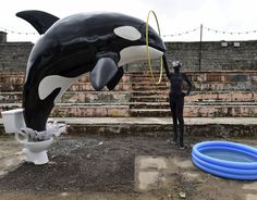 a man standing next to a fake orca whale on top of a toilet bowl