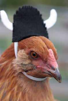 a close up of a chicken wearing a hat with horns on it's head