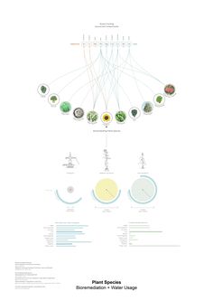 the plant species are shown in this diagram, which shows how many different plants can be found