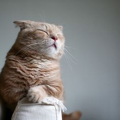 a cat that is sitting on top of a pillow