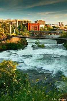 a river running through a lush green forest filled with lots of trees and tall buildings