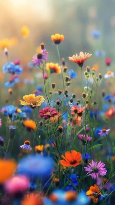 an image of colorful flowers in the field