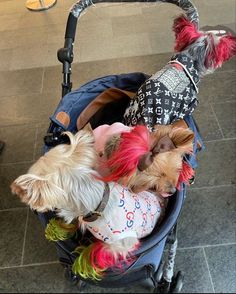 three small dogs sitting in a stroller with their hair dyed red, white and blue