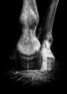 black and white photograph of a horse's legs