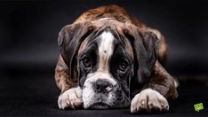 a large brown and white dog laying on top of a black floor next to a green tag