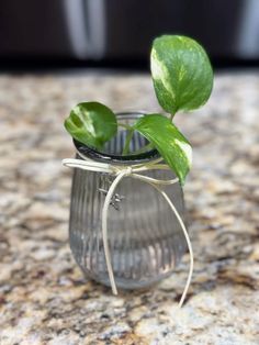 a small glass jar with a plant in it