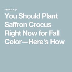 the words you should plant saffron crocus right now for fall color here's how