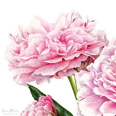 two pink peonies on a white background