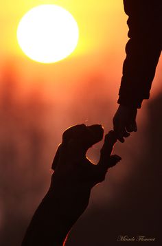 a dog is holding the hand of another dog in front of an orange and yellow sun