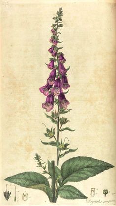 Digitalis Purpurea, Scientific Illustration, Nature Tattoos, Plant Illustration, Nature Illustration