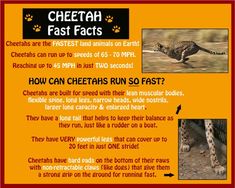 an advertisement for cheetah fast fact