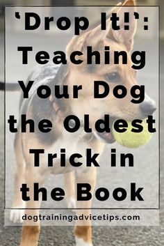 a dog holding a tennis ball in its mouth with the words drop it teaching your dog the oldest trick in the book