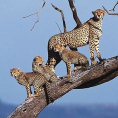 three cheetah standing on top of a tree branch with another one in the background