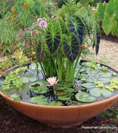 a potted planter filled with water lilies and other plants in a garden