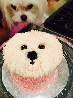 a white dog is standing next to a cake