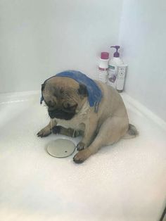 a pug dog sitting in a bathtub with a blue bandana on its head