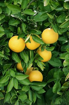 several lemons growing on a tree with green leaves