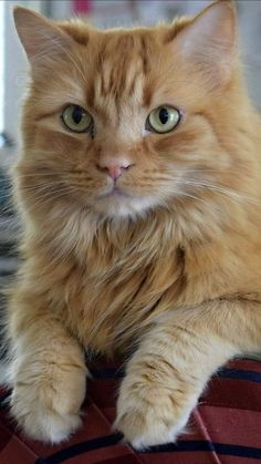 an orange cat laying on top of a bed