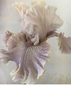 a white and purple flower in a glass vase