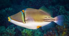 an orange and blue fish swimming in the ocean with corals around it's edges