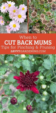 different types of flowers with text overlay that says when to cut back mums tips for picking and spring