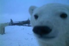 a polar bear looking at the camera with another polar bear in the back ground behind it