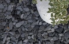 there is a rock and plant in the middle of this pile of black rocks with green leaves growing on it