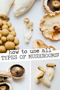 how to use all types of mushrooms