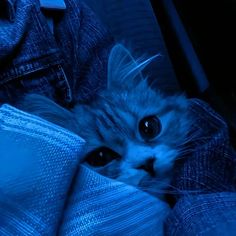 a cat peeking out from behind some blue cloths on a bed with it's eyes wide open