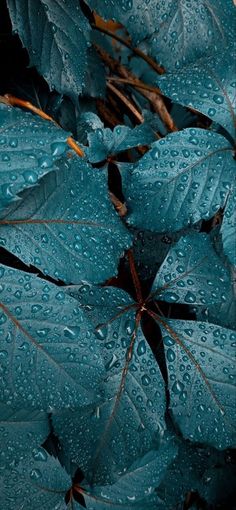 blue leaves with drops of water on them