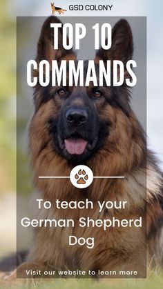 Top 10 commands to teach your German Shepherd dog - GSD Colony blog German Shepard Training, Dogs Tattoo Ideas, Dog Line Art Tattoo, Dog Ear Tattoo, German Shepherd Names