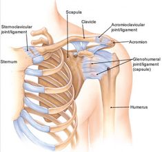 Why does my shoulder hurt when I lift up my arm? (common shoulder problems) Pain in the shoulder is one of the most common reasons to visit an osteopath (4).  The shoulder is a complex set of structures that must work together to provide a lot of mobility and be strong and stable while performing … Shoulder Problem, Pregnancy Pain, Rotator Cuff Injury, Referred Pain, Elbow Pain, Running Injuries