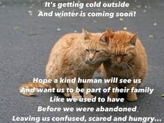 two cats standing next to each other on the ground with caption that reads, it's getting cold outside and winter is coming soon