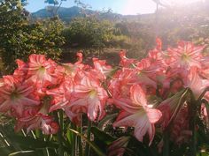 pink and white flowers are blooming in the sun on a sunny day with mountains in the background