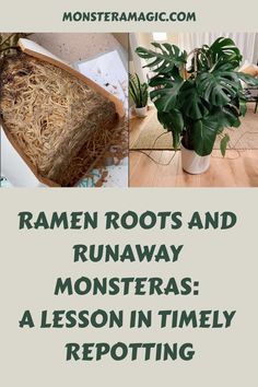 the words ramen roots and runaway monsters lesson in timely repotting are shown