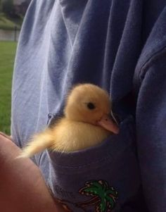 a person holding a small duckling in their pocket