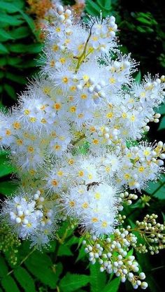 the white flowers are blooming on the plant in the garden, and it is hard to tell what they are