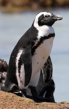 a penguin standing on top of a rock next to water