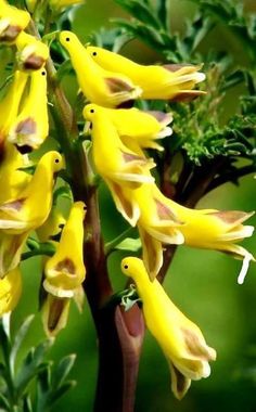 the yellow flowers are blooming in the garden