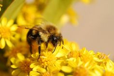 a bee is sitting on some yellow flowers