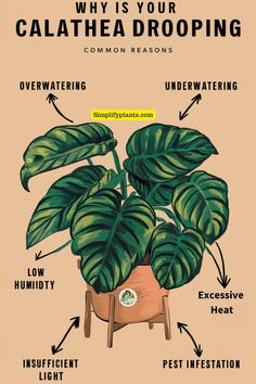 "Calathea care, plant care tips, indoor plant care, drooping plant leaves, 
plant health, houseplant care, Calathea problems, plant maintenance, fixing 
drooping plants, plant care advice" How To Care For Calathea Plant, Calathea Orbifolia Care, Rattlesnake Calathea Care, Calathea Freddie, Calathea Roseopicta, Living Room Plants, Root Growth