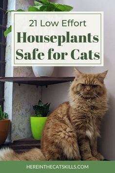 an orange cat sitting on top of a shelf next to potted plants with the words 21 low effort houseplants safe for cats